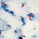 Imagen para el artículo titulado Un hongo infeccioso causa estragos en las hormigas locas, y los científicos están encantados